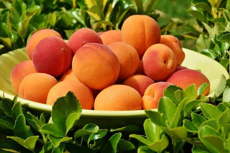 Healthy Food Delivery